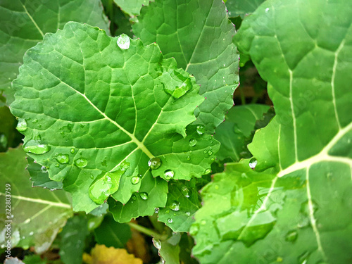 빗방울 맺힌 잎새