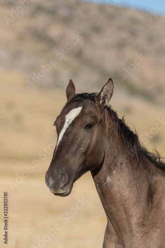Wild Horse in Autumn in the Utah Desert © natureguy