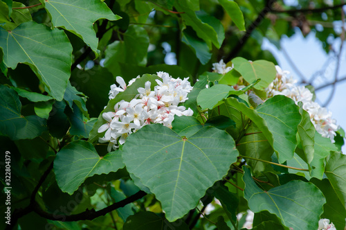 Beautiful white tung flower blooms in spring