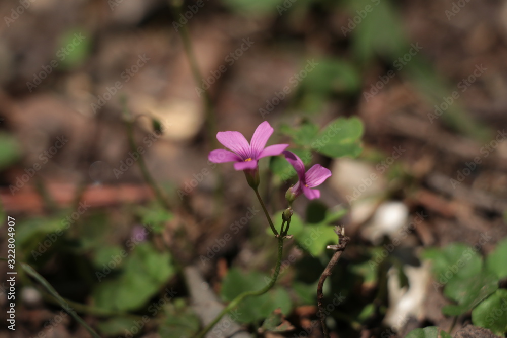 Fototapeta premium Flores