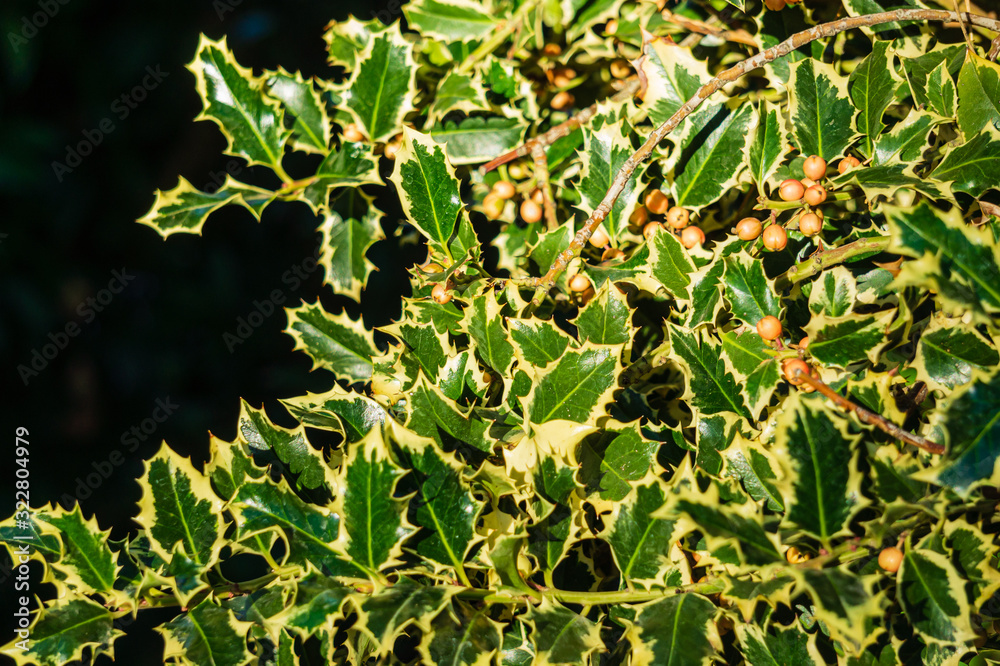 Obraz premium Christmas holly ilex aquifolium Argentea Marginata with pink berries on a blurry dark background. Selective focus. Graceful fringed leaves awaiting the New Year. Nature concept for design. Crimea.