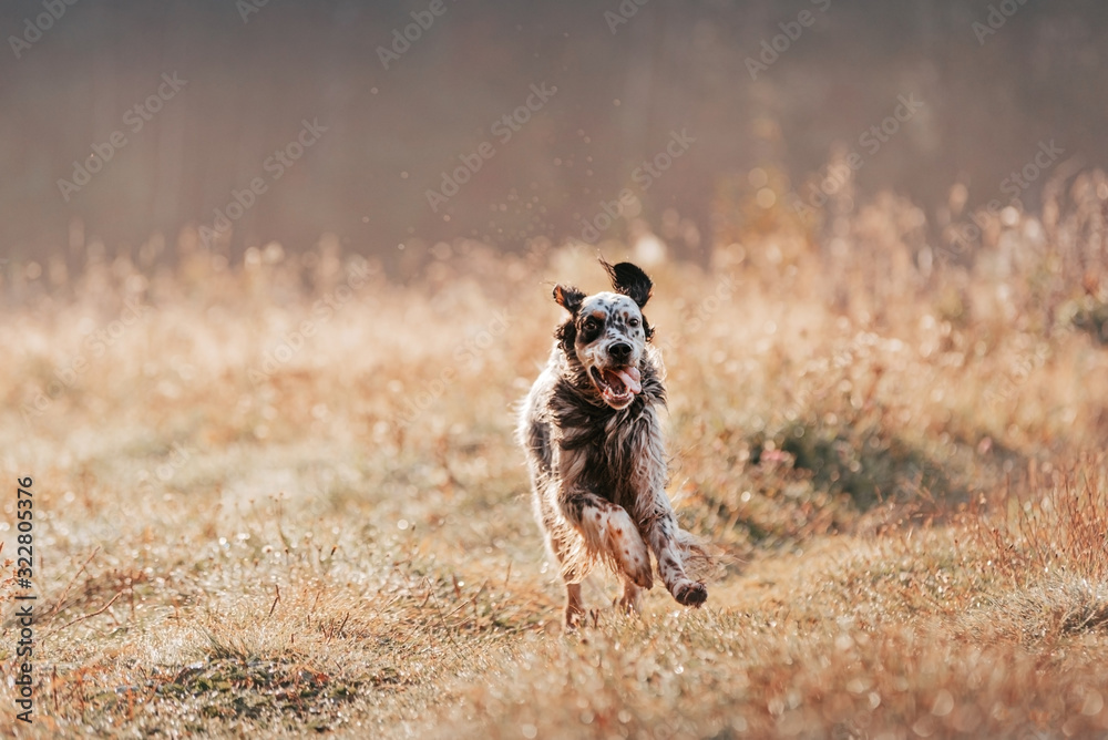 Fototapeta premium english setter joyfully runs along the summer field