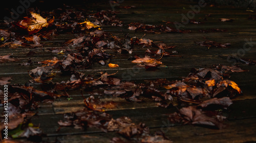 Wet autumn leaves laying on the ground. Dark moody colors.