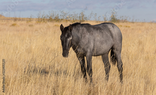 Wild Horse in Autumn in the Utah Desert