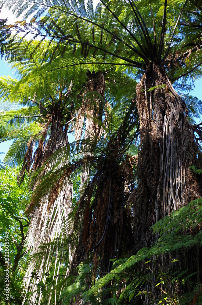 Obraz premium Redwood Forest Neuseeland
