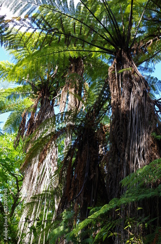 Redwood Forest Neuseeland