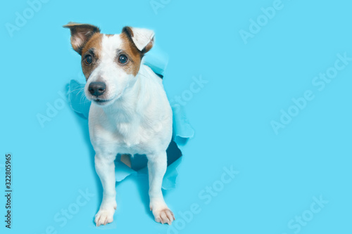 Fototapeta Naklejka Na Ścianę i Meble -  Jack Russell Terrier breaks through the blue paper, peeps out of the hole. Empty space for text. The dog Isolated on a Blue Background.