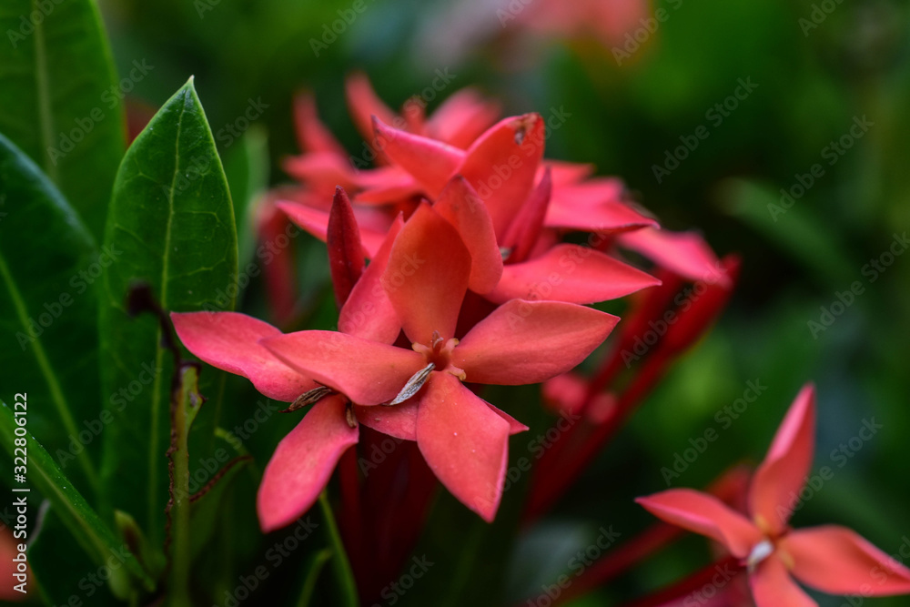 red ixora flower plant in the garden macro shooter,valentine card
