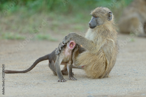 Baby baboon, baby monkey in the wilderness of Africa