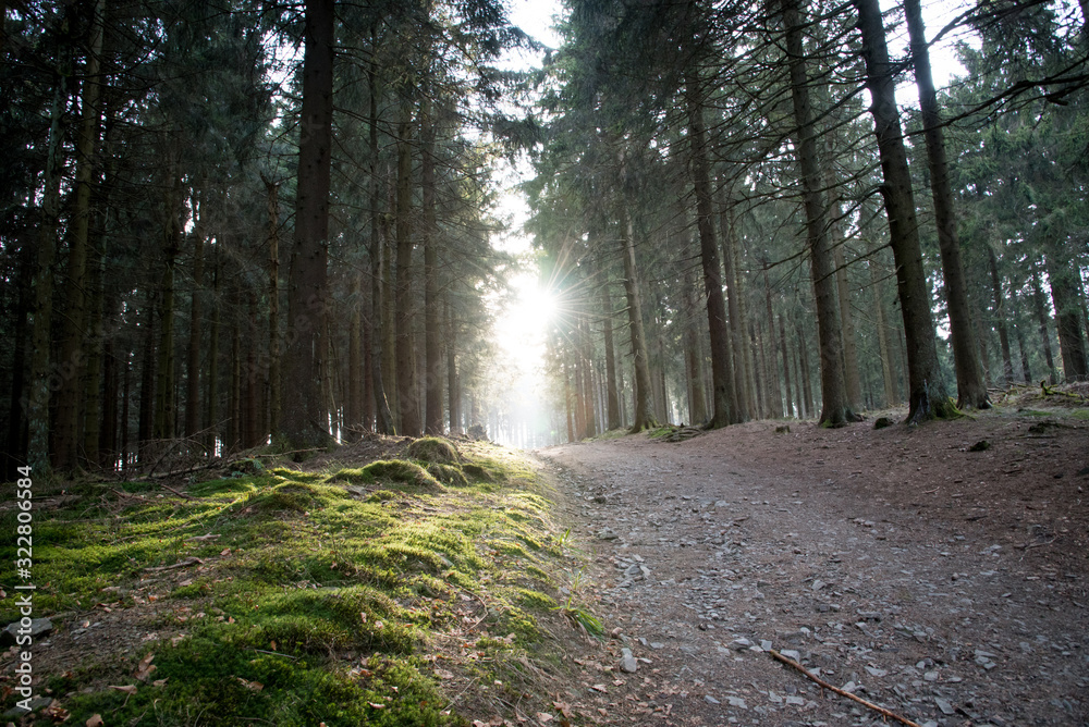 Fototapeta premium Mystic forest path with sun egging on mossy side