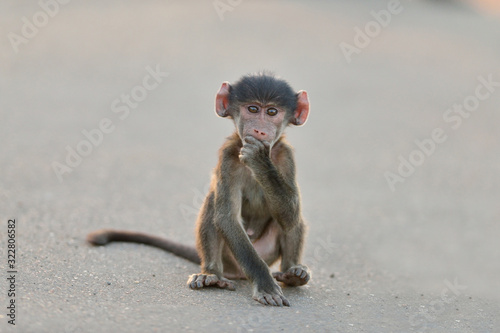 Baby baboon, baby monkey in the wilderness of Africa