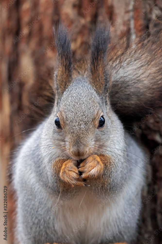 Fototapeta premium Eurasian red squirrel (Sciurus vulgaris) closeup portrait. The red squirrel or Eurasian red squirrel (Sciurus vulgaris). 