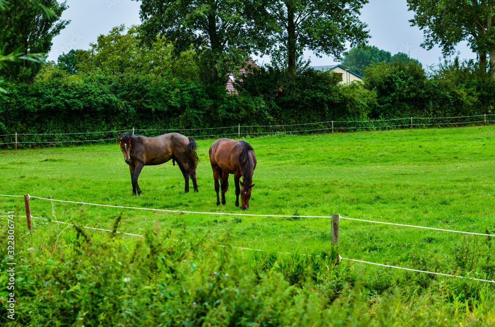 Goes, the netherlands, august 2019. In the Zeeland countryside, a couple of horses in a green meadow. Goes, the netherlands, august 2019. In the Zeeland countryside, a couple of horses in a green meadow.