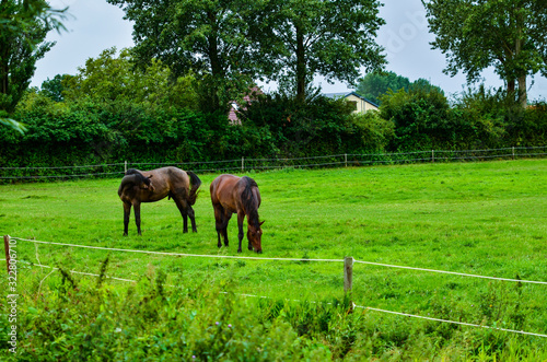 Goes, the netherlands, august 2019. In the Zeeland countryside, a couple of horses in a green meadow.