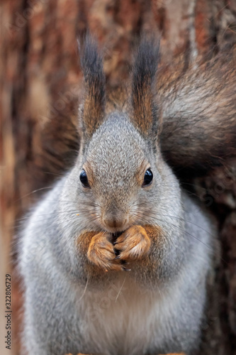 Eurasian red squirrel (Sciurus vulgaris) closeup portrait. The red squirrel or Eurasian red squirrel (Sciurus vulgaris). 