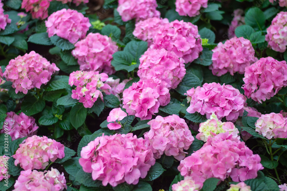 Hydrangea pink bloom beautifully in the garden. Hydrangea pink bloom beautifully in the garden.