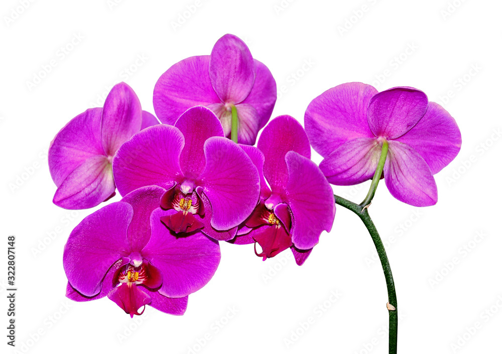 Beautiful purple orchid isolated on a white background Beautiful purple orchid isolated on a white background