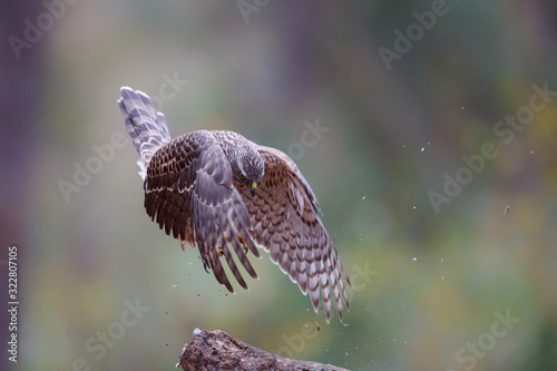Northern goshawk juvenile jumping in the forest in the South of the Netherlands