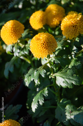 Yellow pompons Chrysanthemum in the garden.