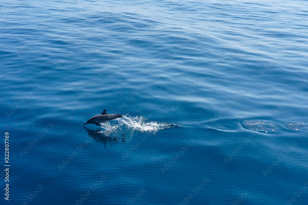 A Dolphin jumping in the the blue sea near Similan Islands National Park, Phang Nga Province, Thailand, Asia. A Dolphin jumping in the the blue sea near Similan Islands National Park, Phang Nga Province, Thailand, Asia.