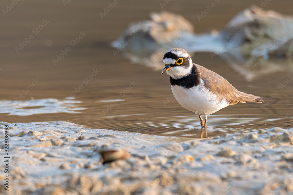 Little Ringed Plover wading around wetland finding food from the ground Little Ringed Plover wading around wetland finding food from the ground