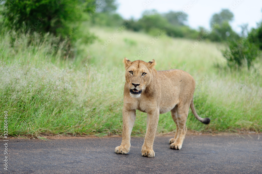 Lioness in the wilderness of Africa, female lion Lioness in the wilderness of Africa, female lion