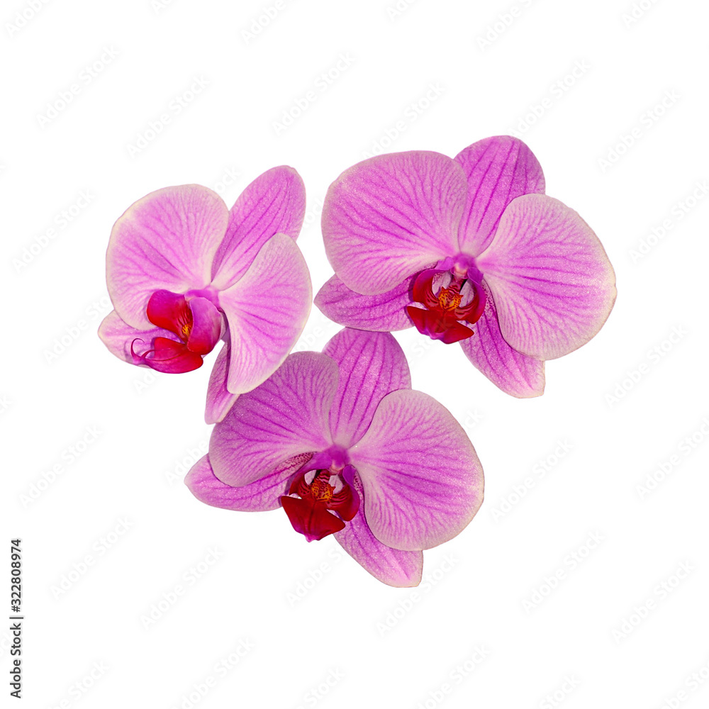 Beautiful pink orchid isolated on a white background