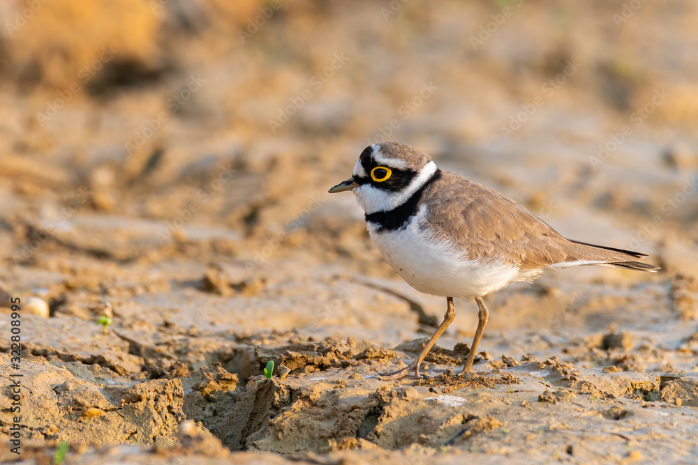 Little Ringed Plover wading around wetland finding food from the ground