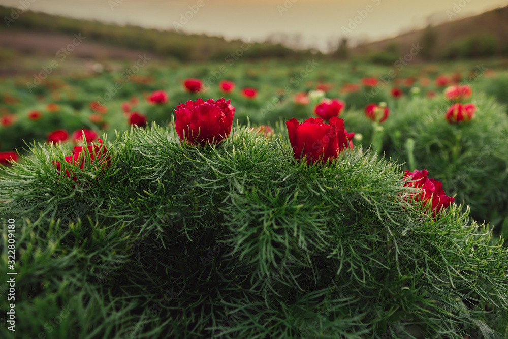 Beautiful landscape with steppe peonies. Unique place in Europe. The only place where these flowers grow is in Transylvania, Romania. Beautiful landscape with steppe peonies. Unique place in Europe. The only place where these flowers grow is in Transylvania, Romania.