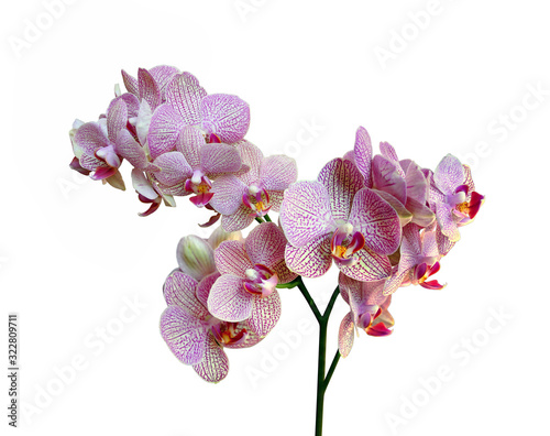 Beautiful pink orchid isolated on a white background photo