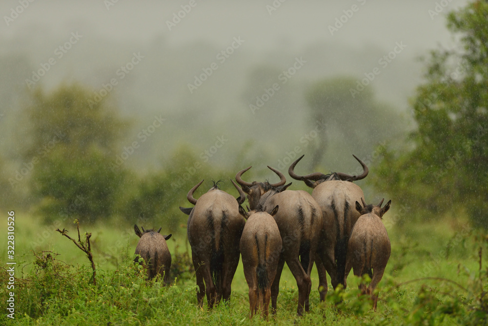 Fototapeta premium Wildebeest, gnu in the wilderness of Africa