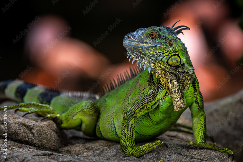 Obraz premium Green Iguana - lizard
