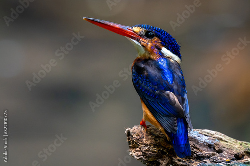 Photography Blue-eared kingfisher