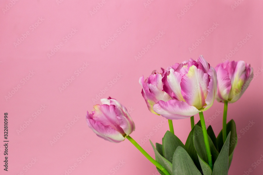 Fototapeta premium Spring Flowers bunch. Colorful Tulips