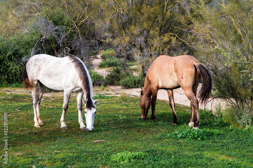 Salt River Wild Horses