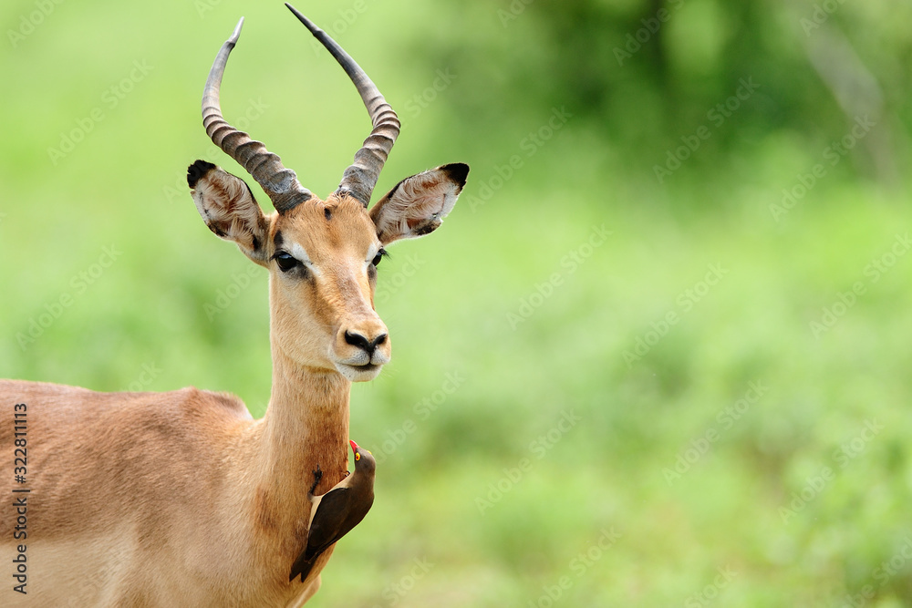 Naklejka premium Impala antelope in the wilderness of Africa