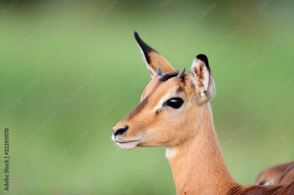 Impala antelope in the wilderness of Africa Impala antelope in the wilderness of Africa