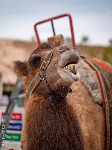 Camels near Goreme national park, Cappadocia, Turkey photo