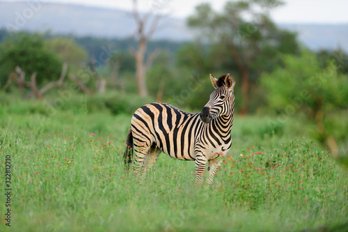Zebra in the wilderness  zebra foal