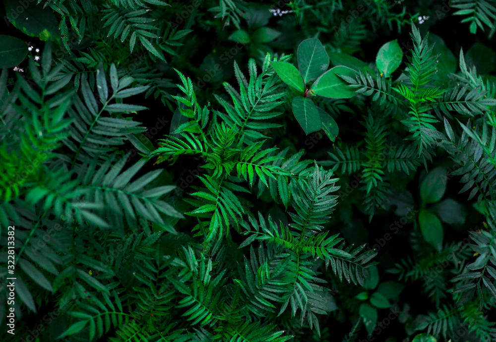 Green leaf background. Dark green plant leaves of tropics. Natural, wild greenery.