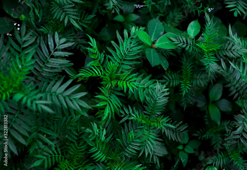 Green leaf background. Dark green plant leaves of tropics. Natural  wild greenery.