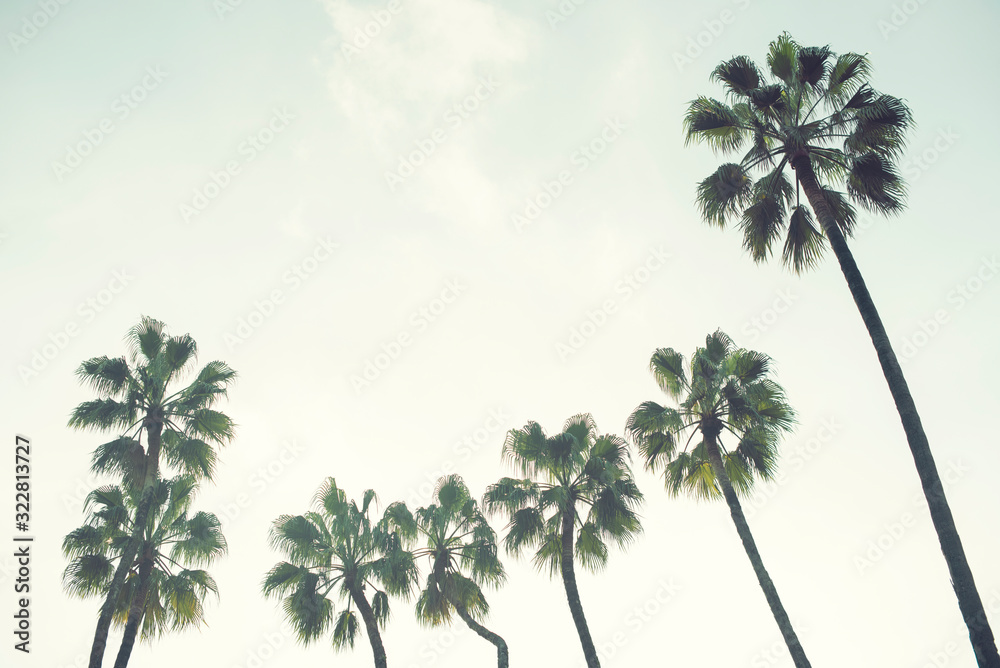 Fototapeta premium Palm trees over a blue sky minimal backlight