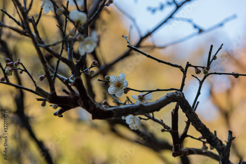 branches of a tree