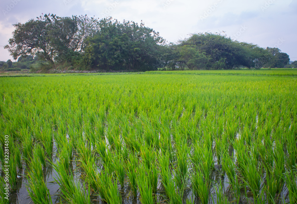 Landscape view of the rice fields, Tamil Nadu, India. View of Paddy fields.