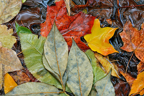 Close-up of autumn leaves floating on pond surface