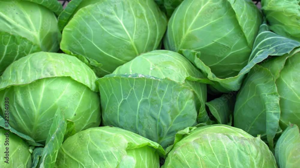 Pile of fresh young organic cabbage. Pile of fresh young organic cabbage.