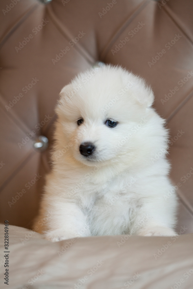 small white samoyed puppy sit on bed and look in cam