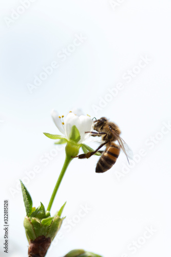 Obraz na płótnie A bee on spring tree flowers