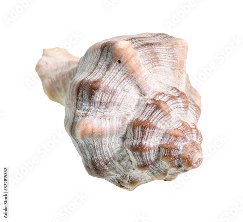 dried conch of whelk snail cutout on white
