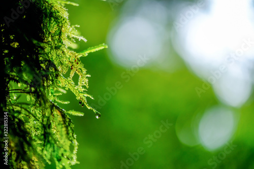 Moss plants on tree in tropical forest of national park on mountain, Chiangmai